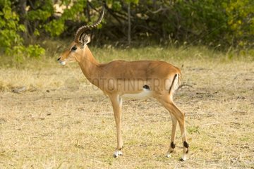Profile of male Impala Botswana
