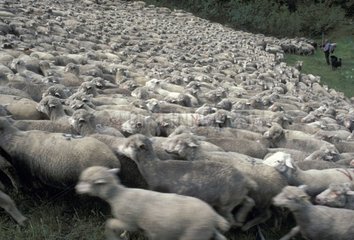 Shepherd und seine Herde in Vanoise Alpes Frankreich Weide