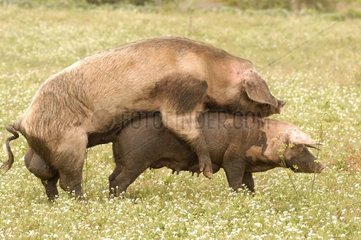 Pigs mating Majorca Spain