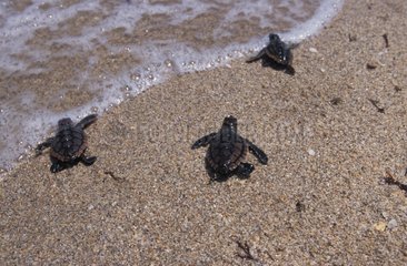 Jeunes tortues caouannes Floride USA