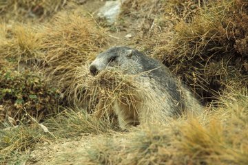 Marmot garniert ihren Grasbrenner vor dem Winterschlaf