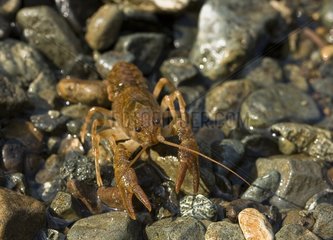 Atlantic Stream Crayfish in a rivier Albania
