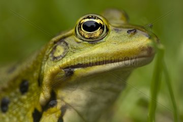 Portrait of Green Frog France