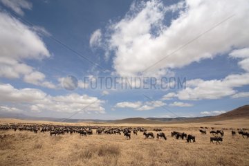 Blue wildebeests grazing in savana Tanzania