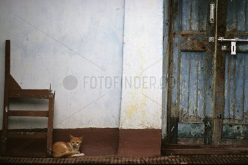 Junge Katze  die an einer Wandkalkutta Indien liegt