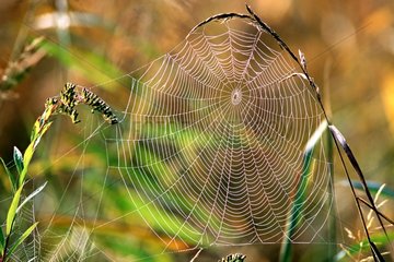 Dew auf Spinnweb Frankreich