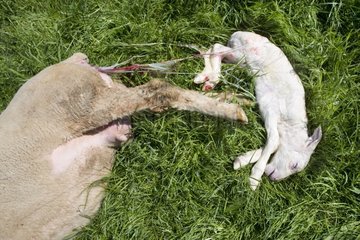 Mérinos Ewe und Neugeborenes Lamm im Gras