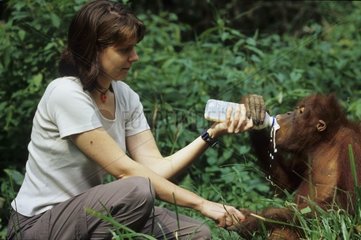 Primatologue nourrissant un jeune Orang-outan Indonésie
