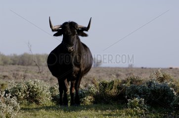 Bull in a meadow in Camargue France