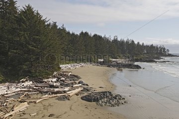 Driftwood stranded on a sandy beach Canada