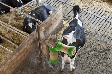 Cow rubbing his back with an automated brush