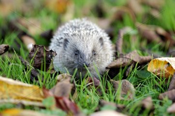 Hedgehog in October Bourgogne