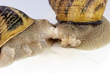 Mating of gros gris snails