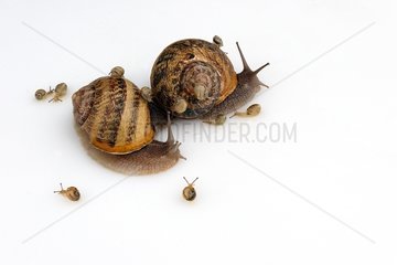 Gros gris snails adults and youngs