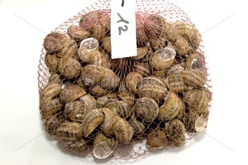 Gros gris snails packaged for hibernation