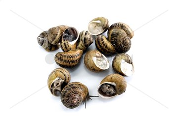 Gros gris snails waking up after artificial hibernation