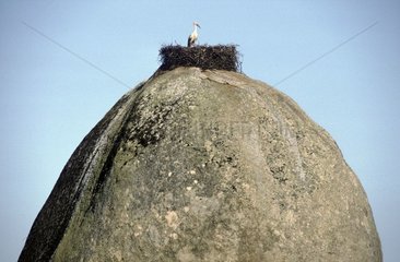 Nest aus weißem Storch auf einem ovoiden Felsen -Estrémadure Spanien