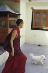 Hund geht mit Dimensionen eines Bonze Dharamsala India