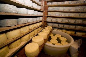 Käse in einer Livno Region Farm verfeinern