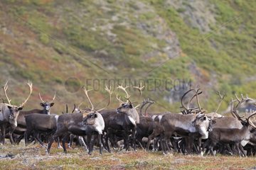 Herd of Caribous in tundra Nome Alaska