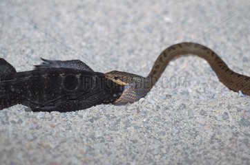 Central Galapagos racer eating a young Marine iguana