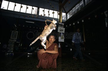 Cat jumping in a hoop near a monk Inle lake Burma