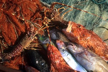 Retour de pêche  langouste  vive  mulot et rascasse