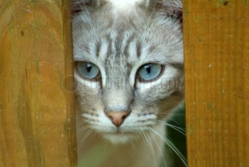 Portrait of a Siamese cat Blue tabby behind a fence