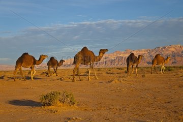 Camels in the desert of South - Tunisia