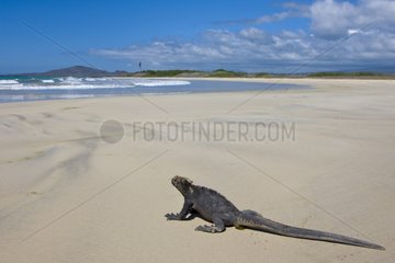 Marine Iguane on a sand beach Isabela Island Galapagos
