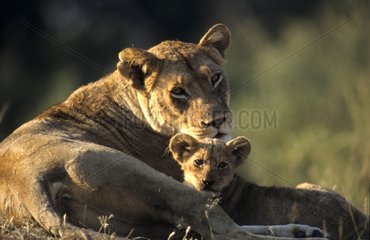 Lioness and cub Sabi Sand RSA