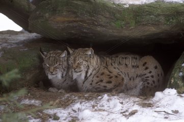 Eurasian lynxes lying protected under rocks in winter