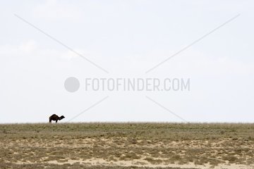 Chameau de Bactriane dans la steppe de l'ouest du Kazakhstan