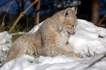 Young boreal Lynx licking the chops Area of Orsa