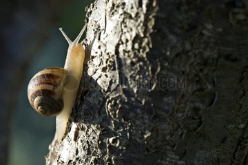 Snail climbing on a trunk in a garden of Provence France