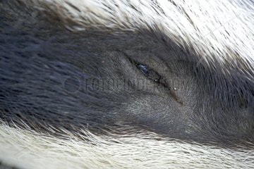 Eye Eurasian Badger Provence France
