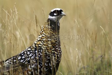 Portrait of Reeves's Pheasant male France
