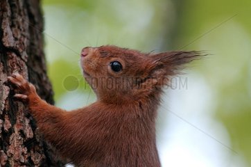 Roux Eichhörnchen klettern auf einem Ile-de-France-Zweig