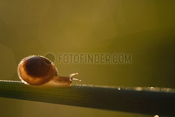 Snail on an herb France