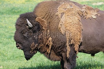Bison d'Amérique mâle en élevage perdant son pelage d'hiver