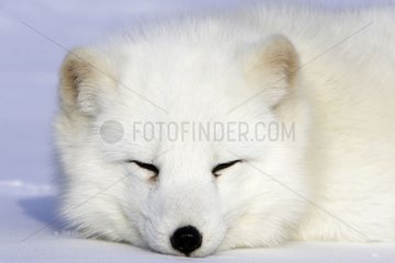 Arctic fox lying on the snow in the United States