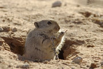 Brant's whistling Rat eating near its burrow Kgalagadi NP