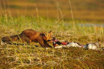 Red fox taking a part of snow shoe hare in tundra Alaska