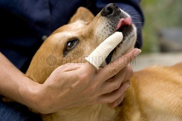 Nettoyage de dents d'un vieux chien France
