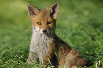 Young red fox sitting in the grass Vosges France