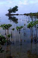 Mangrove in Magenta bay New Caledonia