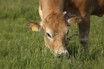 Glanrund cow grazing in a meadow Netherlands
