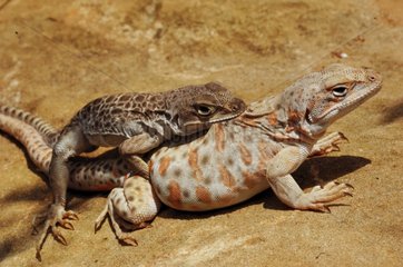 Long-nosed leopard lizard mating West USA North Mexico