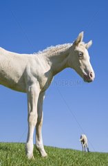 Fohlen Hispano-Arab-Pferd in der Wiese