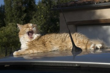 Cat sleeping on a car roof